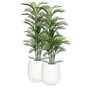 Pair Bundle - 2 x Areca Palms UV 180cm