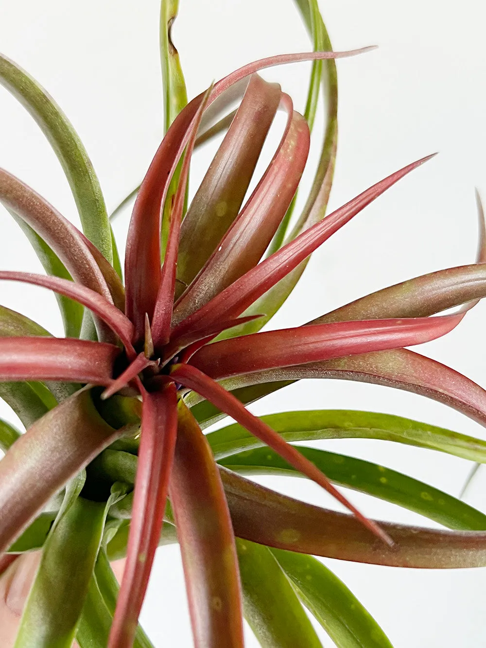 Tillandsia Capitata Peach